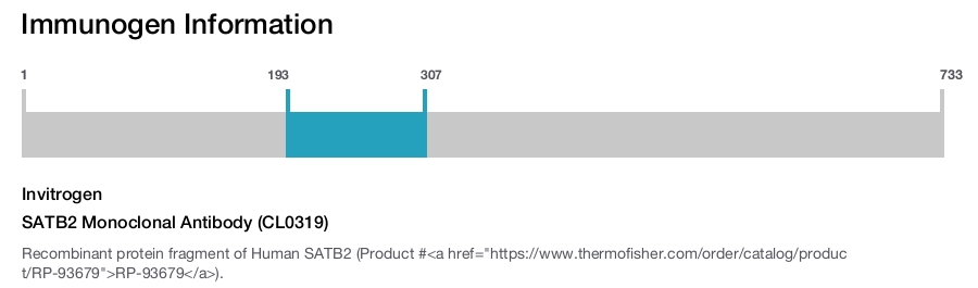 SATB2 Monoclonal Antibody (CL0319)