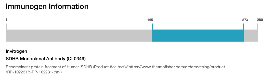 SDHB Monoclonal Antibody (CL0349)
