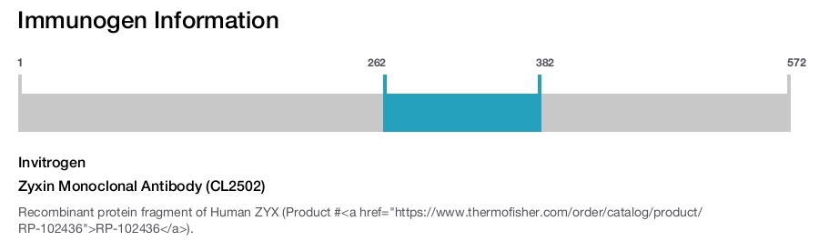 Zyxin Monoclonal Antibody (CL2502)