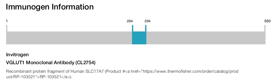 VGLUT1 Monoclonal Antibody (CL2754)