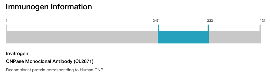 CNPase Monoclonal Antibody (CL2871)