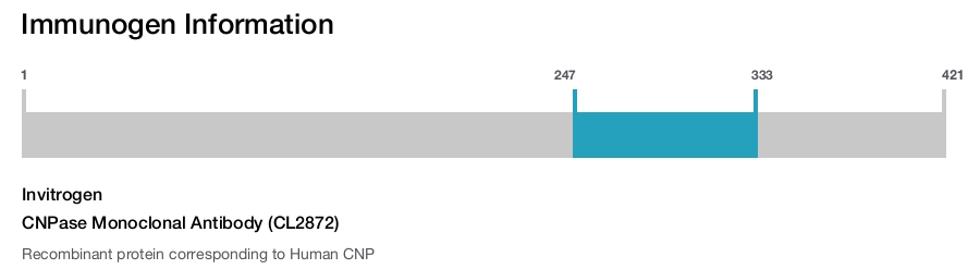 CNPase Monoclonal Antibody (CL2872)