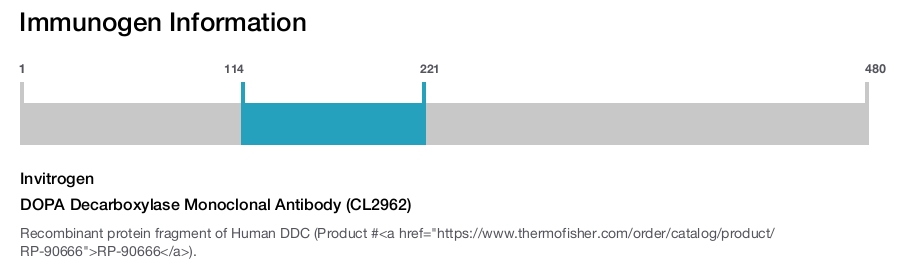 DOPA Decarboxylase Monoclonal Antibody (CL2962)