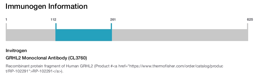 GRHL2 Monoclonal Antibody (CL3760)