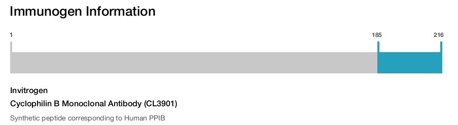 Cyclophilin B Monoclonal Antibody (CL3901)