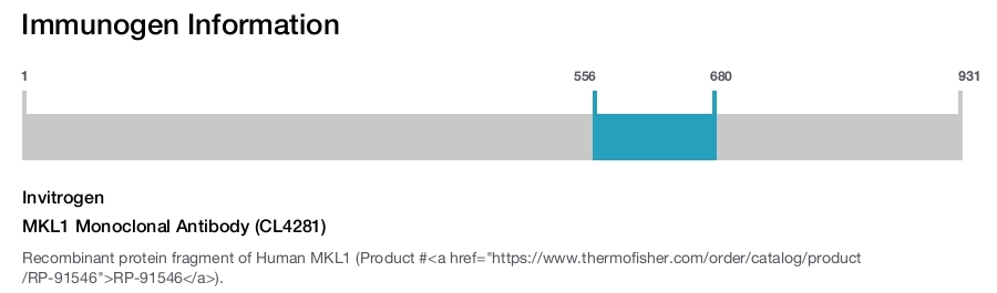 MKL1 Monoclonal Antibody (CL4281)