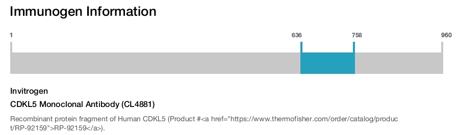 CDKL5 Monoclonal Antibody (CL4881)