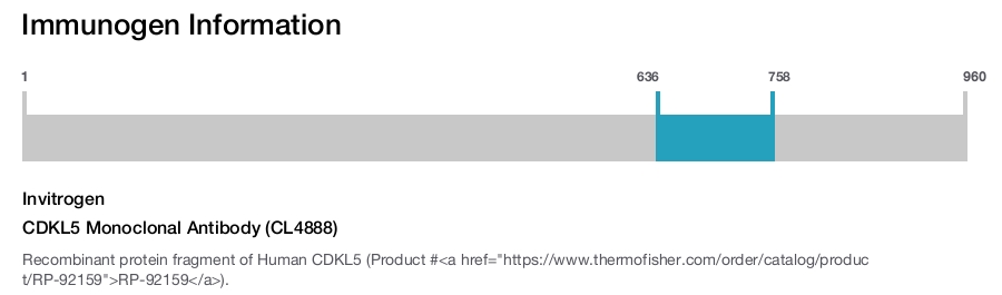 CDKL5 Monoclonal Antibody (CL4888)
