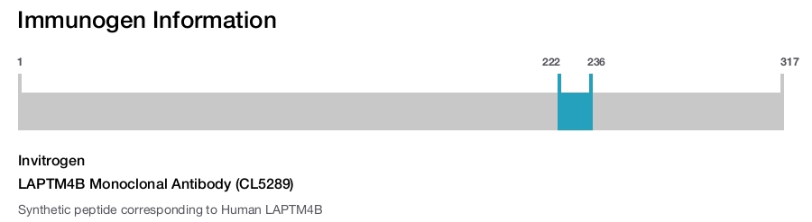 LAPTM4B Monoclonal Antibody (CL5289)