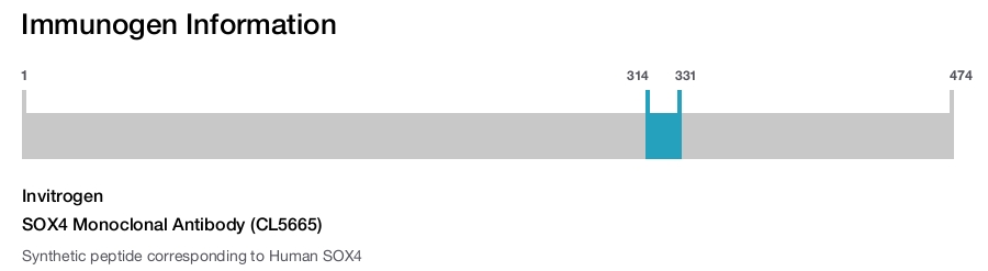 SOX4 Monoclonal Antibody (CL5665)