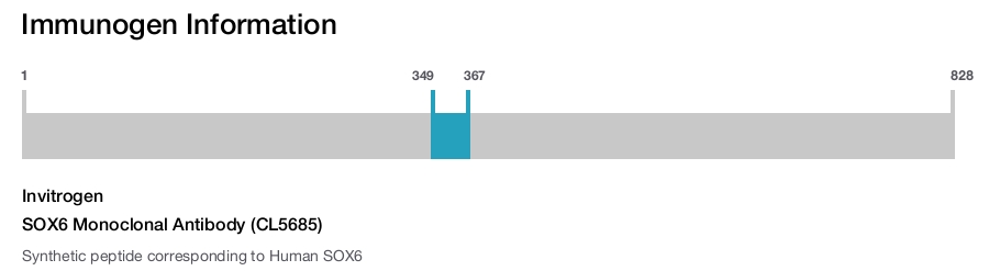 SOX6 Monoclonal Antibody (CL5685)