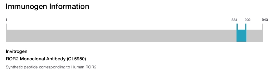 ROR2 Monoclonal Antibody (CL5950)