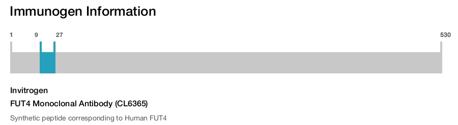 FUT4 Monoclonal Antibody (CL6365)