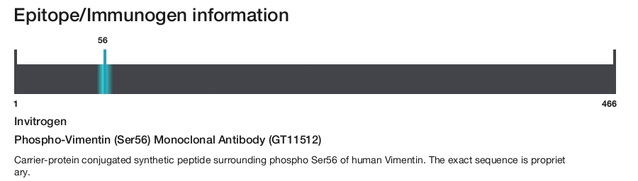 Phospho-Vimentin (Ser56) Monoclonal Antibody (GT11512)