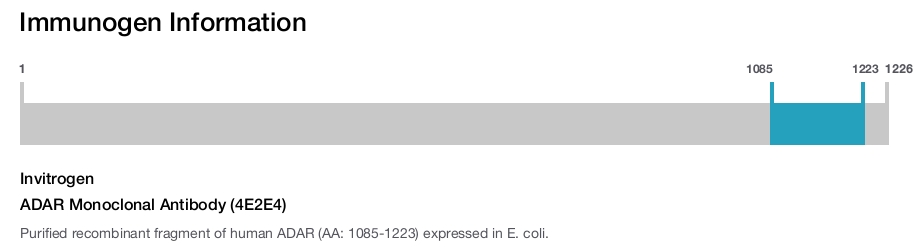 ADAR Monoclonal Antibody (4E2E4)