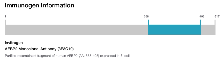AEBP2 Monoclonal Antibody (3E3C10)