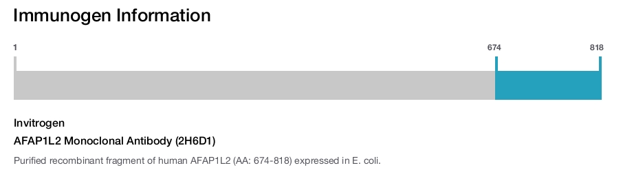 AFAP1L2 Monoclonal Antibody (2H6D1)