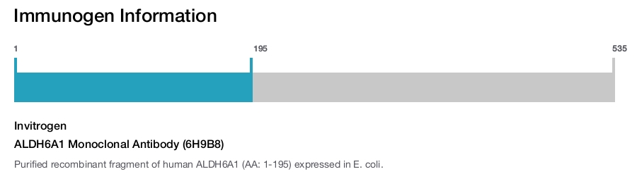 ALDH6A1 Monoclonal Antibody (6H9B8)