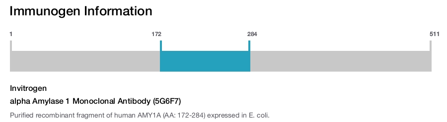 alpha Amylase 1 Monoclonal Antibody (5G6F7)
