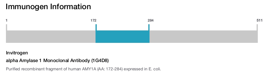 alpha Amylase 1 Monoclonal Antibody (1G4D8)