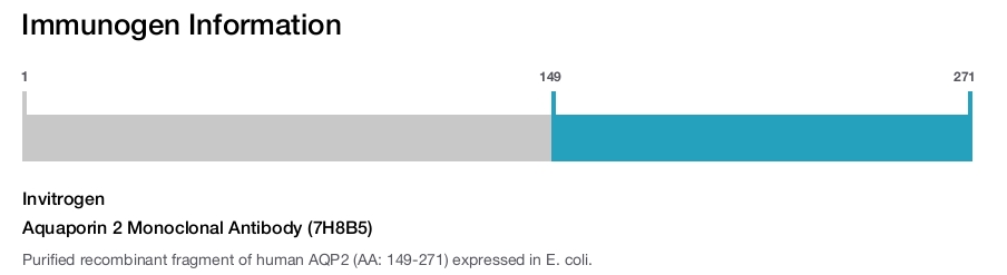 Aquaporin 2 Monoclonal Antibody (7H8B5)