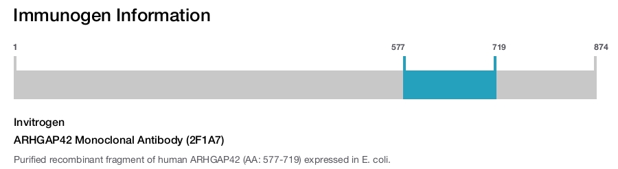 ARHGAP42 Monoclonal Antibody (2F1A7)