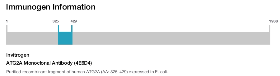 ATG2A Monoclonal Antibody (4E6D4)