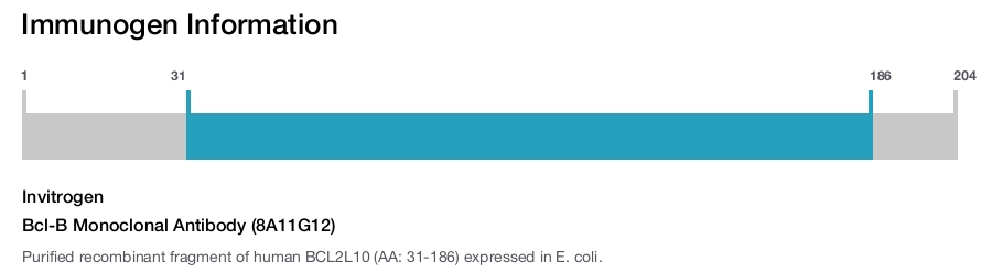 Bcl-B Monoclonal Antibody (8A11G12)