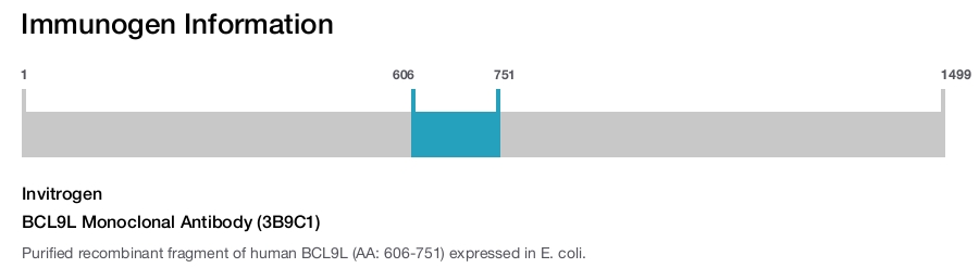 BCL9L Monoclonal Antibody (3B9C1)