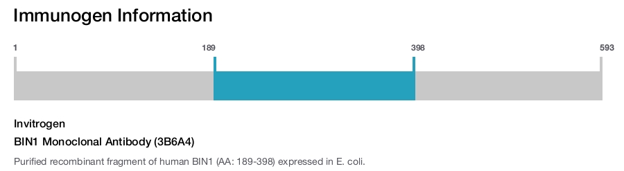 BIN1 Monoclonal Antibody (3B6A4)