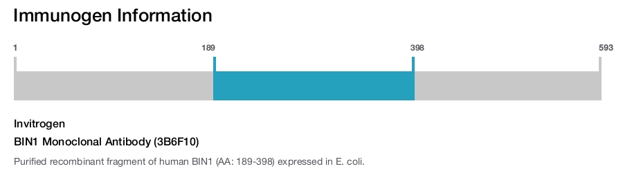 BIN1 Monoclonal Antibody (3B6F10)