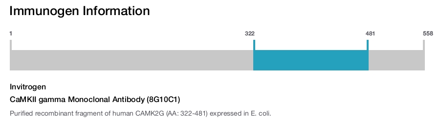 CaMKII gamma Monoclonal Antibody (8G10C1)