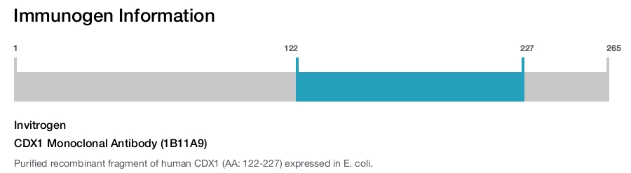 CDX1 Monoclonal Antibody (1B11A9)