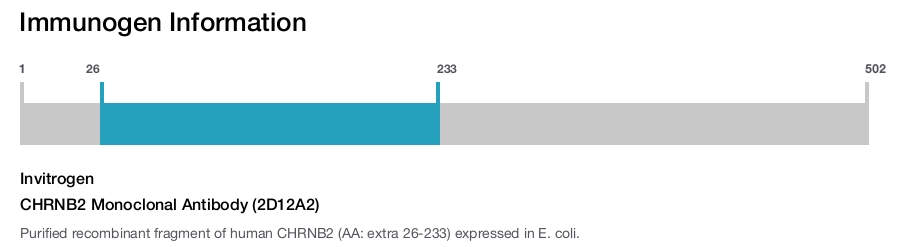 CHRNB2 Monoclonal Antibody (2D12A2)