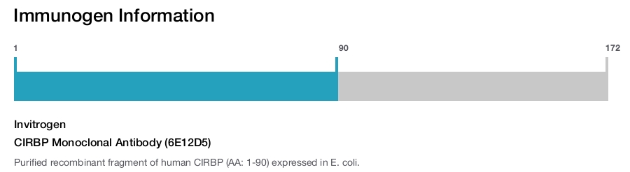 CIRBP Monoclonal Antibody (6E12D5)