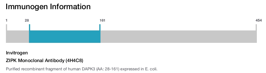 ZIPK Monoclonal Antibody (4H4C8)