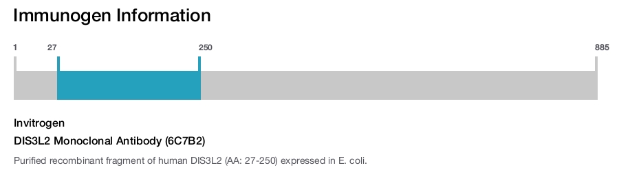 DIS3L2 Monoclonal Antibody (6C7B2)