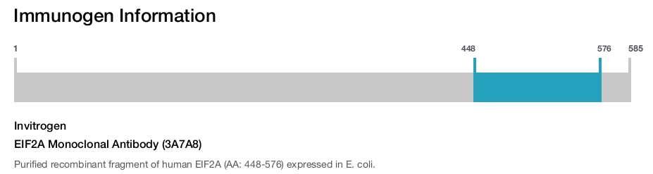 EIF2A Monoclonal Antibody (3A7A8)