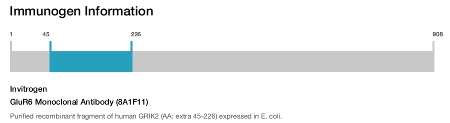 GluR6 Monoclonal Antibody (8A1F11)