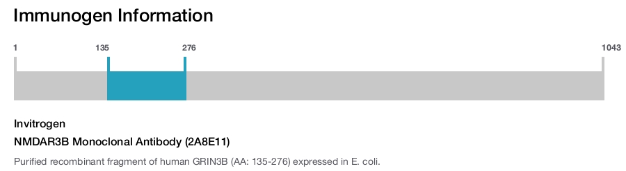 NMDAR3B Monoclonal Antibody (2A8E11)