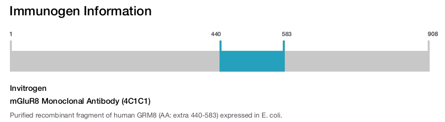 mGluR8 Monoclonal Antibody (4C1C1)
