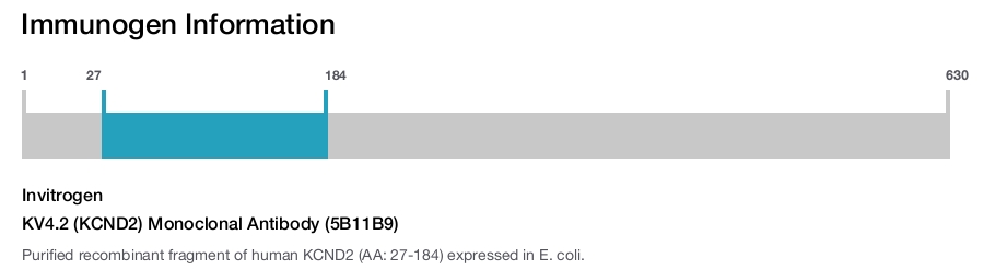 KV4.2 (KCND2) Monoclonal Antibody (5B11B9)