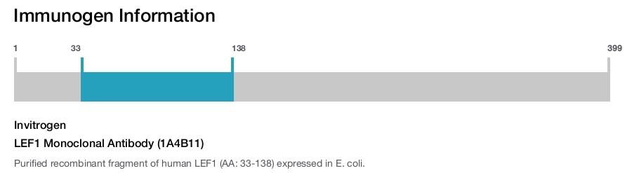 LEF1 Monoclonal Antibody (1A4B11)