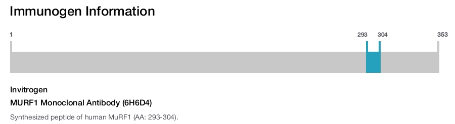 MURF1 Monoclonal Antibody (6H6D4)