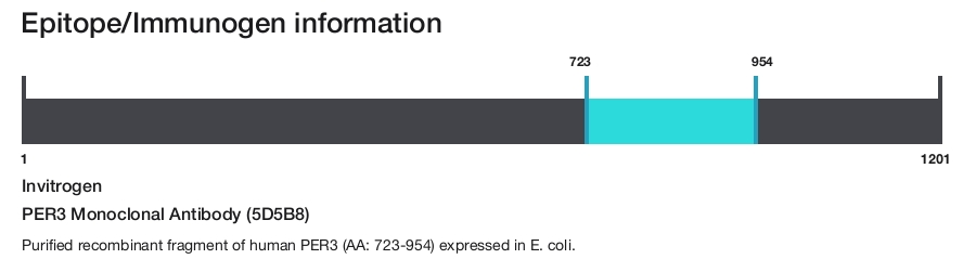 PER3 Monoclonal Antibody (5D5B8)