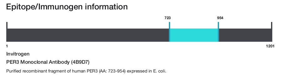 PER3 Monoclonal Antibody (4B9D7)