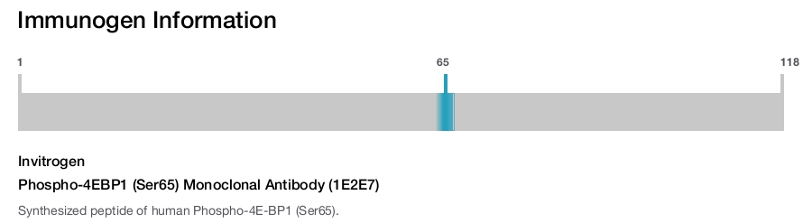 Phospho-4EBP1 (Ser65) Monoclonal Antibody (1E2E7)