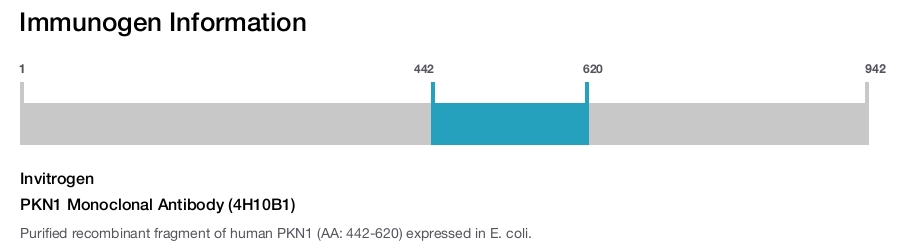 PKN1 Monoclonal Antibody (4H10B1)
