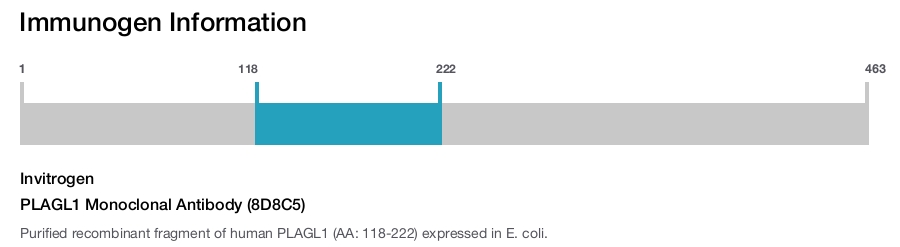 PLAGL1 Monoclonal Antibody (8D8C5)