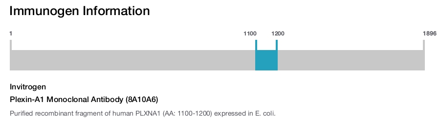 Plexin-A1 Monoclonal Antibody (8A10A6)